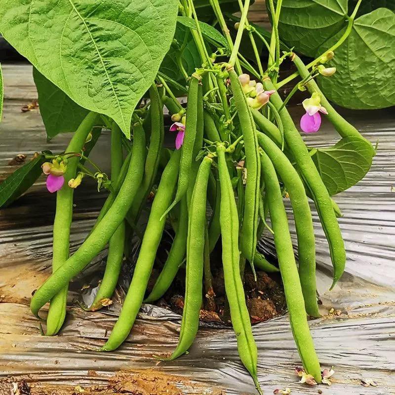 Hạt Giống Đậu Cove Lùn Siêu Quả – Gói 10gr, Cây Thấp Dễ Trồng, Trái Sai Dài Giòn Ngọt - Ảnh 7