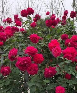 Hoa Hồng Leo Tường Vi – Nữ Hoàng Của Giàn Hoa, Sắc Hồng Thơ Mộng, Siêu Sai Hoa Quanh Năm