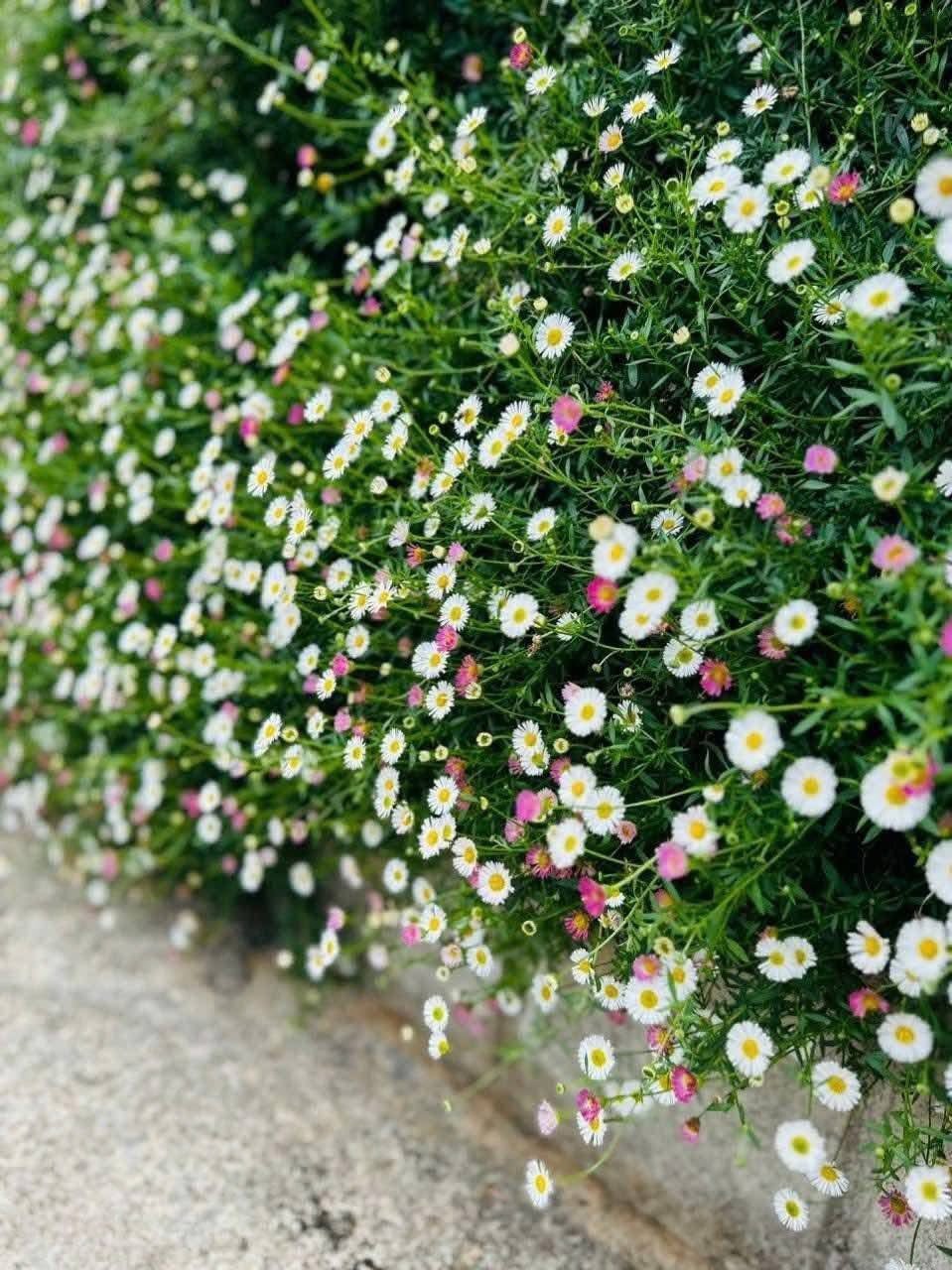 Cúc La Mã Đổi Màu (Roman Daisy) – Nàng thơ dịu dàng trong gió, chậu treo to sum hoa nở quanh năm - Ảnh 9