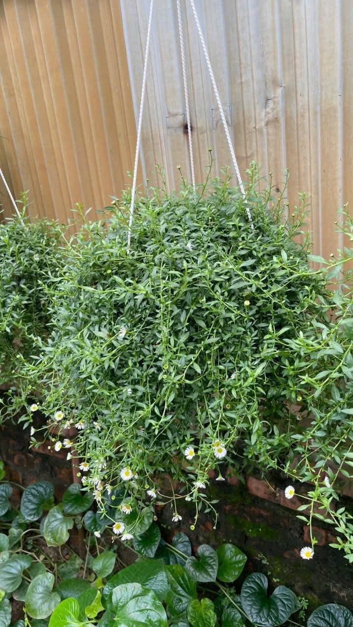 Cúc La Mã Đổi Màu (Roman Daisy) – Nàng thơ dịu dàng trong gió, chậu treo to sum hoa nở quanh năm - Ảnh 2