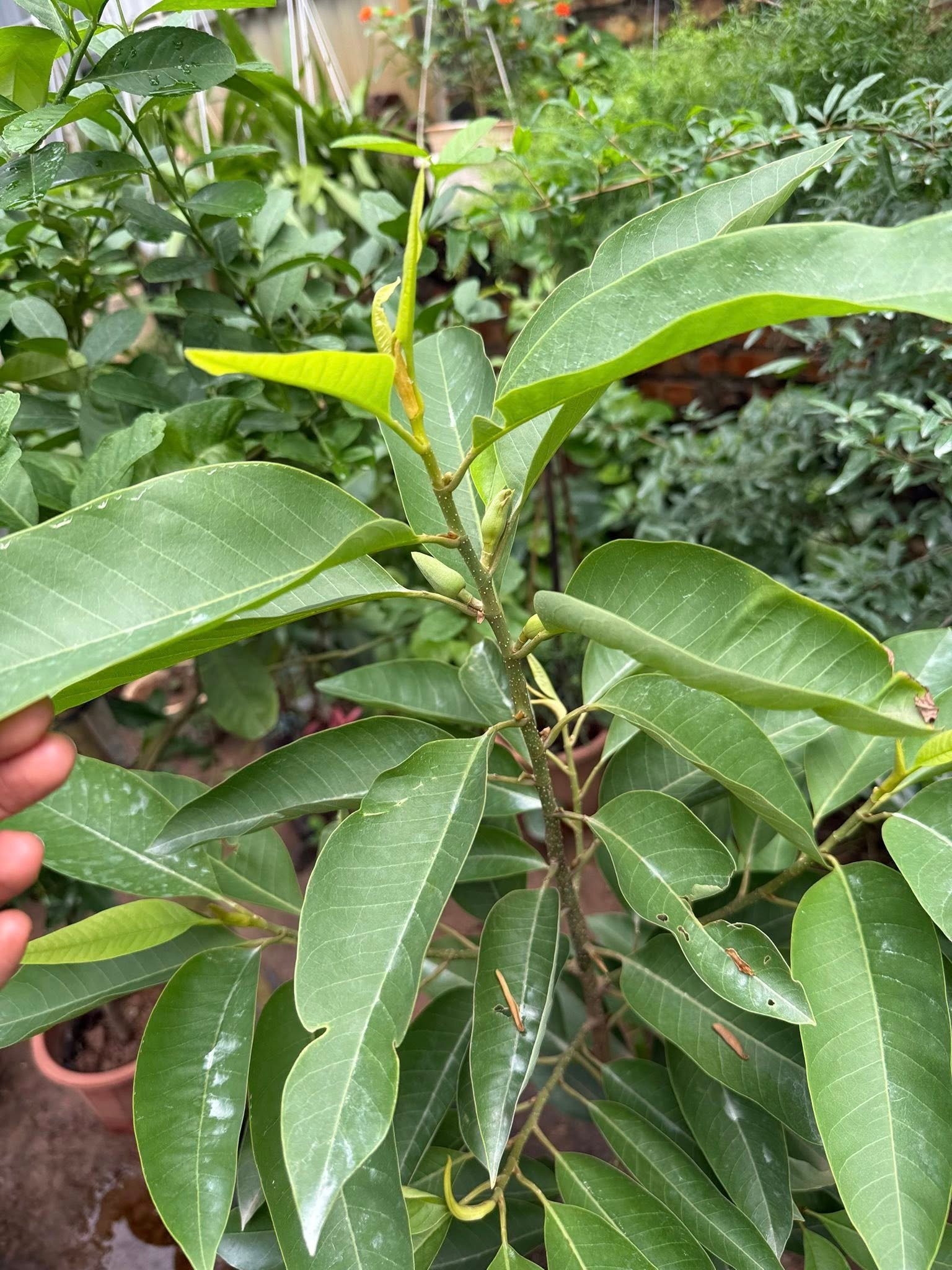 561343654_2518161281897457_1787723444297806321_n