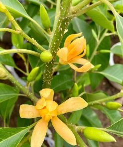 Cây Ngọc Lan Vàng – Biểu Tượng Của Thanh Khiết & Quý Tộc Cổ Truyền, Hoa Thơm Ngát Cả Một Thời Thơ