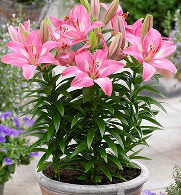 Set 5 Củ Giống Hoa Ly Lùn Hà Lan Mix Màu – Thanh Khiết, Sang Trọng & Nở Rộ Đón Xuân - Ảnh 5