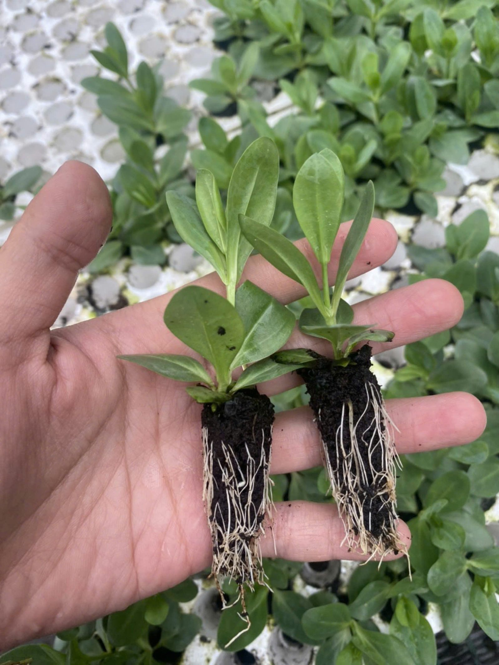 Set 10 Cây Giống Hoa Cát Tường F1 – Rễ Khỏe, Dễ Trồng, Sai Hoa, Nở Sang Trọng - Ảnh 4