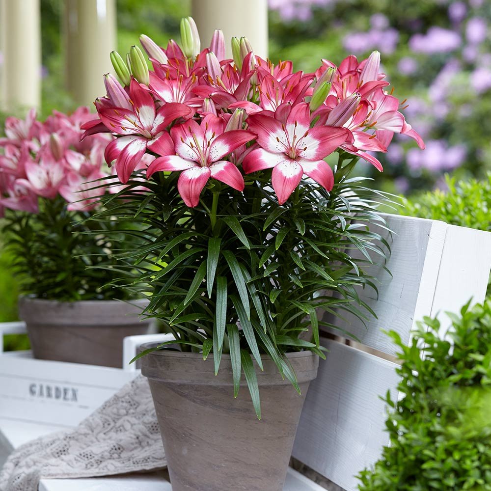 Set 5 Củ Giống Hoa Ly Lùn Hà Lan Mix Màu – Thanh Khiết, Sang Trọng & Nở Rộ Đón Xuân - Ảnh 6