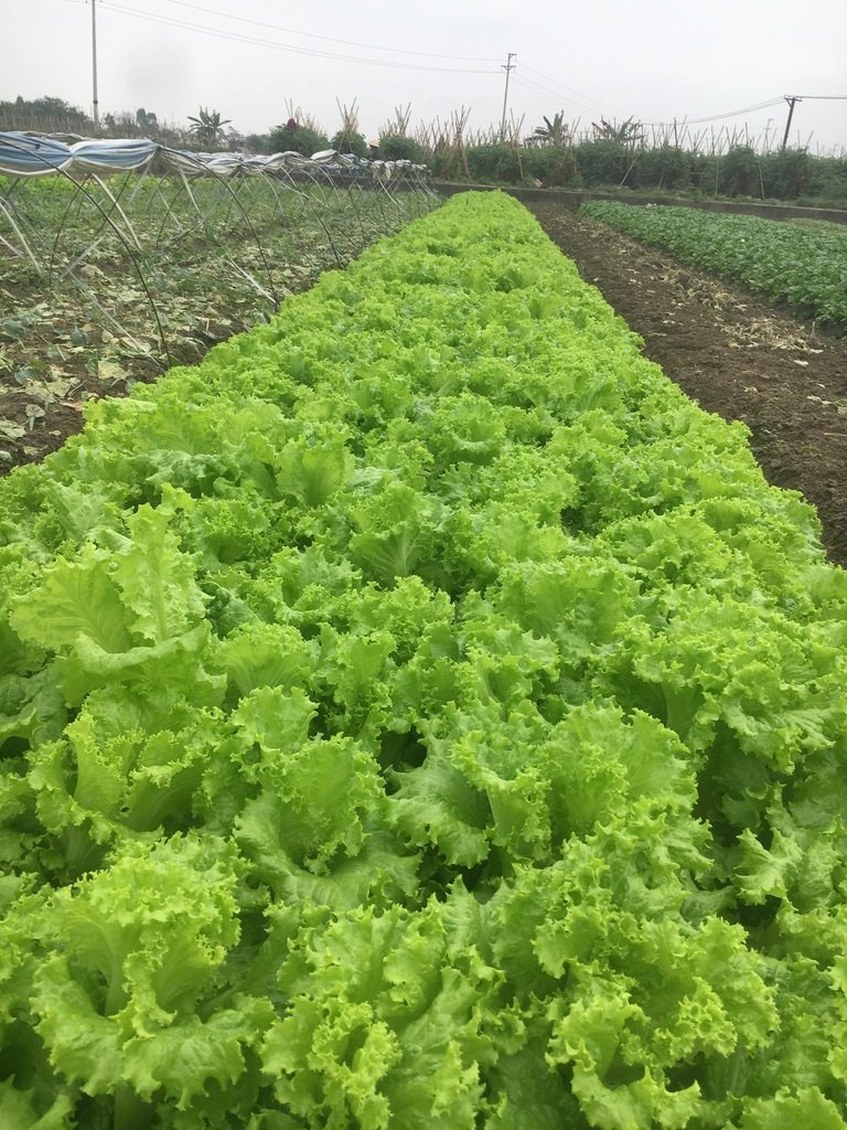 Hạt Giống Xà Lách Xoăn Thái Lan – Gói 0.5gr, Giống Rau Ăn Lá Sạch, Dễ Trồng, Nảy Mầm Cao - Ảnh 5