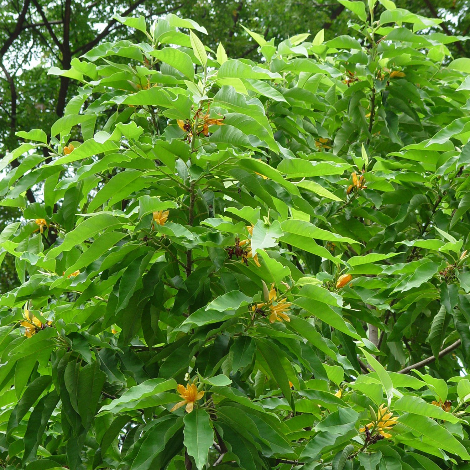 Michelia-champaca-Swarnachapa-unboxgreen-product-01-b