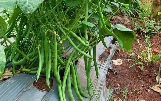 Hạt Giống Đậu Cove Lùn Siêu Quả – Gói 10gr, Cây Thấp Dễ Trồng, Trái Sai Dài Giòn Ngọt - Ảnh 10