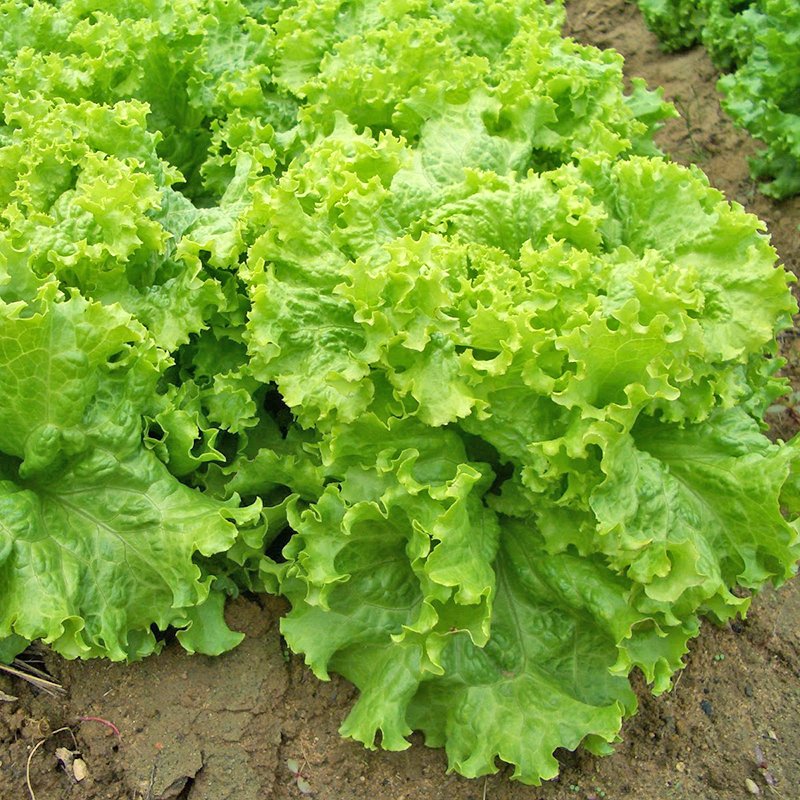 Hạt Giống Xà Lách Xoăn Thái Lan – Gói 0.5gr, Giống Rau Ăn Lá Sạch, Dễ Trồng, Nảy Mầm Cao - Ảnh 9