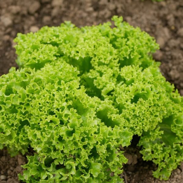 Hạt Giống Xà Lách Xoăn Thái Lan – Gói 0.5gr, Giống Rau Ăn Lá Sạch, Dễ Trồng, Nảy Mầm Cao