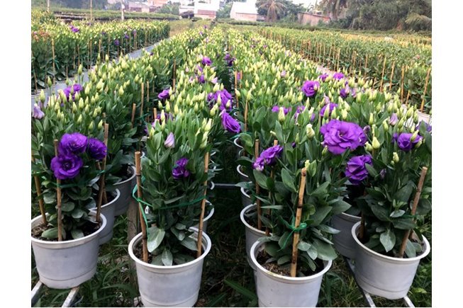 Set 10 Cây Giống Hoa Cát Tường F1 – Rễ Khỏe, Dễ Trồng, Sai Hoa, Nở Sang Trọng - Ảnh 6