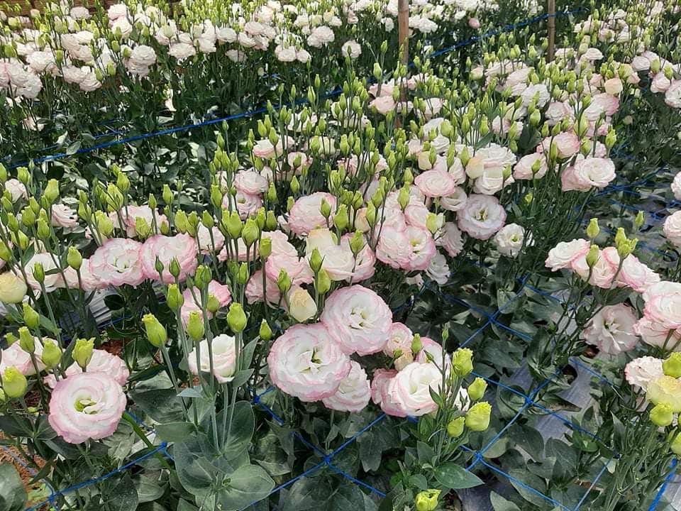 Set 10 Cây Giống Hoa Cát Tường F1 – Rễ Khỏe, Dễ Trồng, Sai Hoa, Nở Sang Trọng - Ảnh 7