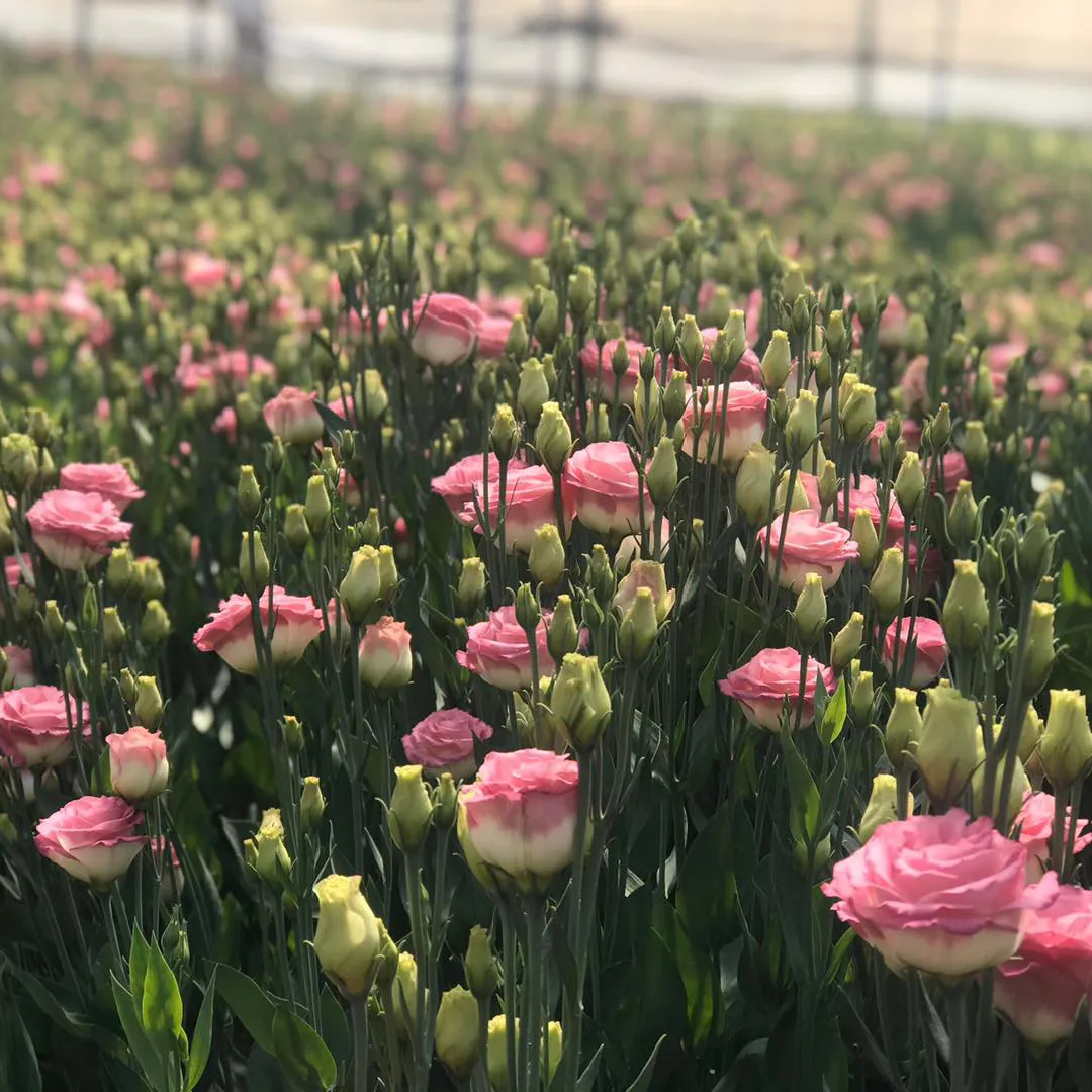 Set 10 Cây Giống Hoa Cát Tường F1 – Rễ Khỏe, Dễ Trồng, Sai Hoa, Nở Sang Trọng - Ảnh 8