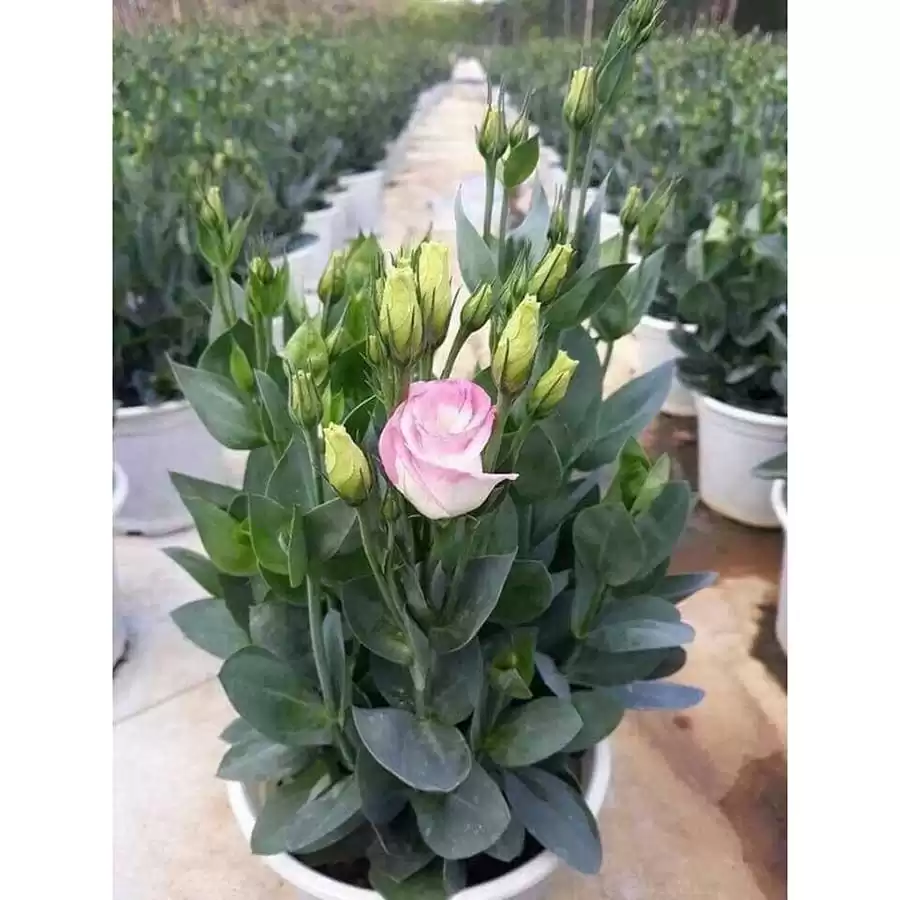 Set 10 Cây Giống Hoa Cát Tường F1 – Rễ Khỏe, Dễ Trồng, Sai Hoa, Nở Sang Trọng - Ảnh 9