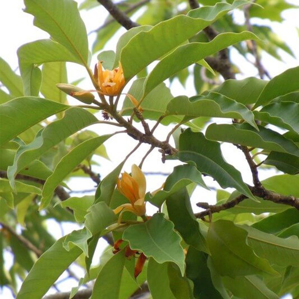 cay-hoa-ngoc-lan-hoa-vang-(3)