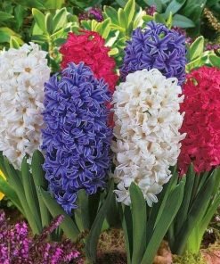 Củ Giống Hoa Tiên Ông – Dạ Lan Hương Thanh Khiết, Hương Thơm Ngọt Ngào Đón Xuân Sang