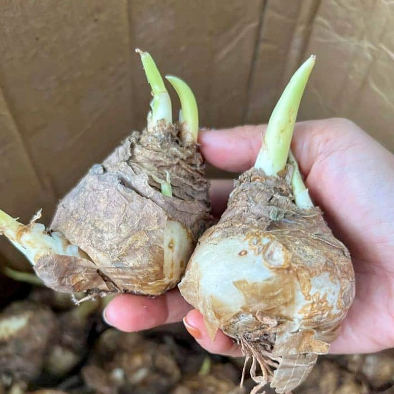 Củ Giống Hoa Thiên Nga Mắt Ngọc – Thanh Khiết, Sang Trọng & Hiếm Có - Ảnh 2