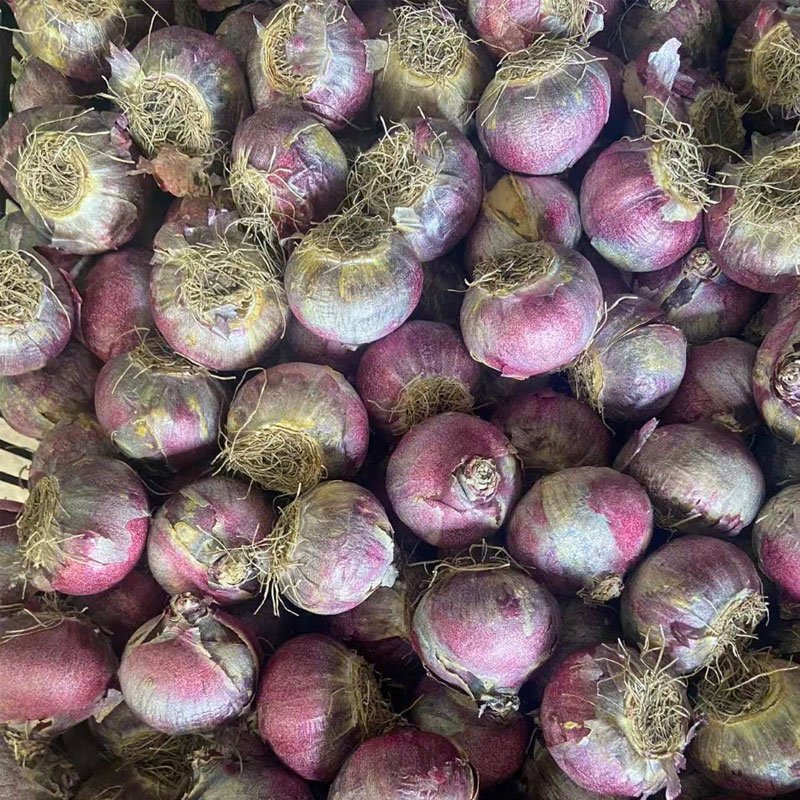 Củ Giống Hoa Tiên Ông – Dạ Lan Hương Thanh Khiết, Hương Thơm Ngọt Ngào Đón Xuân Sang - Ảnh 2