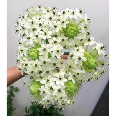 Củ Giống Hoa Thiên Nga Mắt Ngọc – Thanh Khiết, Sang Trọng & Hiếm Có - Ảnh 6