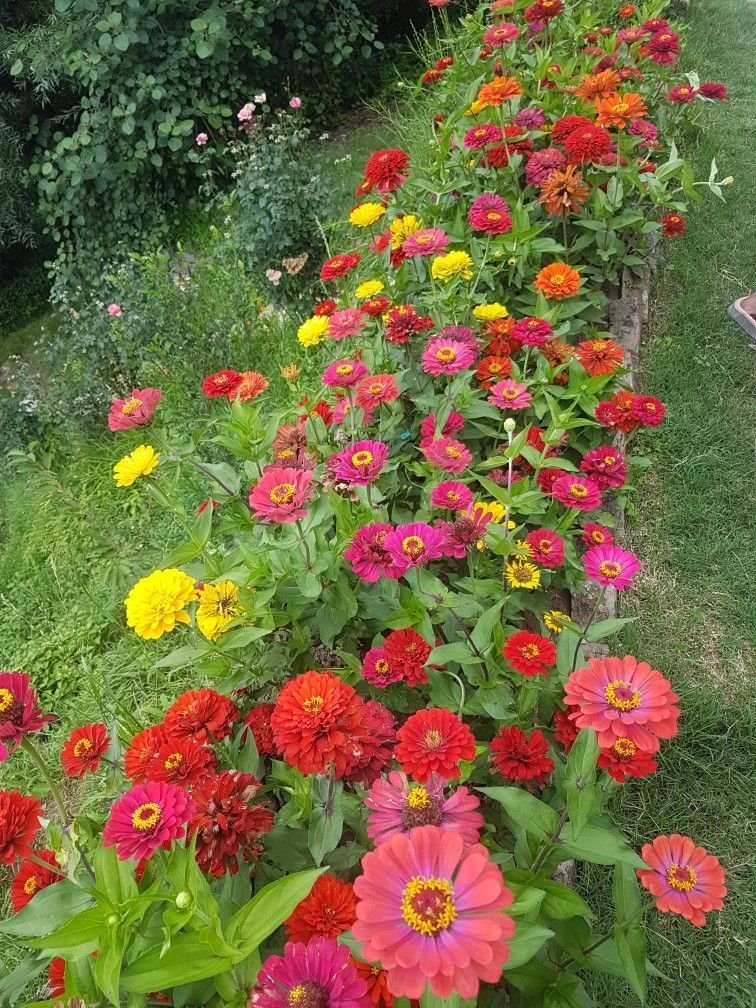 Hạt Giống Hoa Cúc Lá Nhám 1kg – Cúc Mặt Trời Siêu Sai Hoa, Dễ Trồng, Phủ Kín Sân Vườn - Ảnh 10