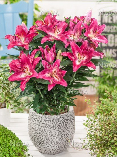 Set 5 Củ Giống Hoa Ly Lùn Hà Lan Mix Màu – Thanh Khiết, Sang Trọng & Nở Rộ Đón Xuân - Ảnh 7