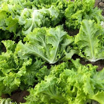 Hạt Giống Xà Lách Xoăn Thái Lan – Gói 0.5gr, Giống Rau Ăn Lá Sạch, Dễ Trồng, Nảy Mầm Cao - Ảnh 4