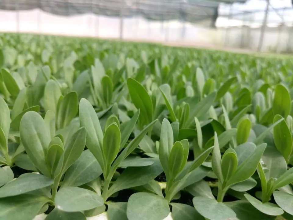 Set 10 Cây Giống Hoa Cát Tường F1 – Rễ Khỏe, Dễ Trồng, Sai Hoa, Nở Sang Trọng - Ảnh 2