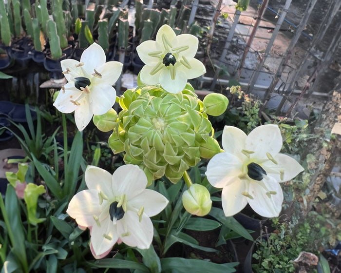 Củ Giống Hoa Thiên Nga Mắt Ngọc – Thanh Khiết, Sang Trọng & Hiếm Có - Ảnh 7