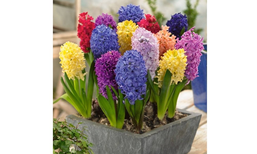 Củ Giống Hoa Tiên Ông – Dạ Lan Hương Thanh Khiết, Hương Thơm Ngọt Ngào Đón Xuân Sang - Ảnh 6