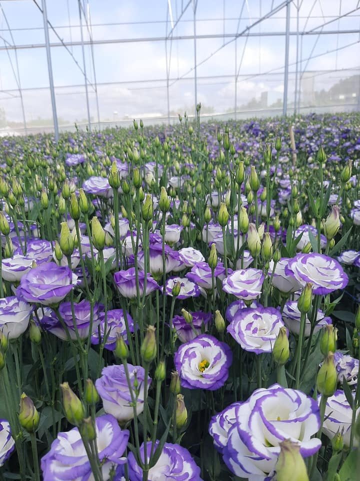 Set 10 Cây Giống Hoa Cát Tường F1 – Rễ Khỏe, Dễ Trồng, Sai Hoa, Nở Sang Trọng - Ảnh 10