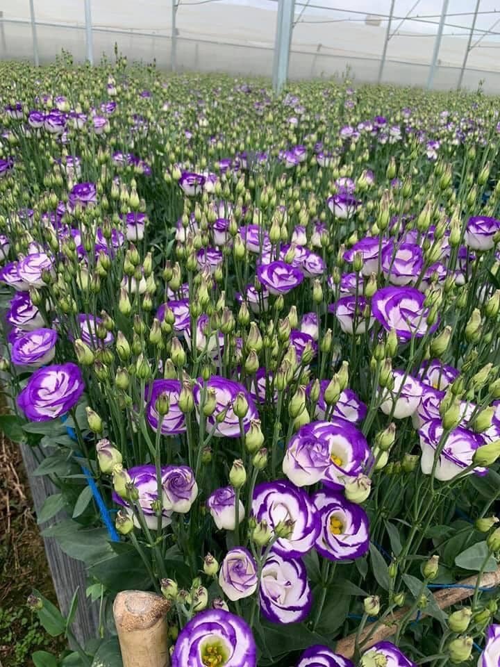 Set 10 Cây Giống Hoa Cát Tường F1 – Rễ Khỏe, Dễ Trồng, Sai Hoa, Nở Sang Trọng - Ảnh 11