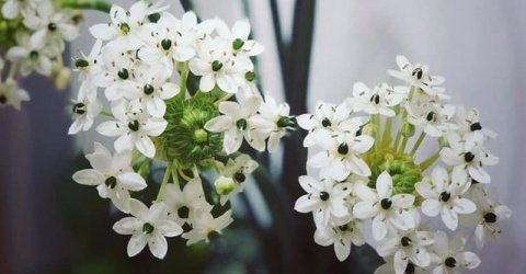 Củ Giống Hoa Thiên Nga Mắt Ngọc – Thanh Khiết, Sang Trọng & Hiếm Có - Ảnh 8