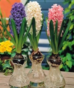 Củ Giống Hoa Tiên Ông Thủy Sinh – Dạ Lan Hương Thanh Khiết, Hương Ngát Như Nắng Xuân