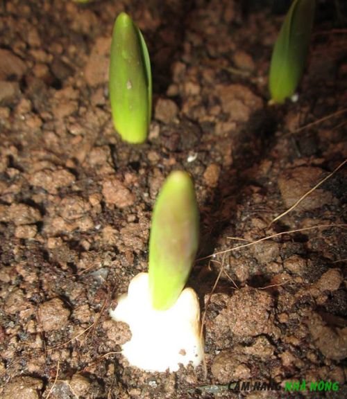 Set 5 Củ Giống Hoa Tulip Hà Lan – Sắc Xuân Châu Âu Kiêu Sa, Biểu Tượng Tình Yêu & May Mắn - Ảnh 3