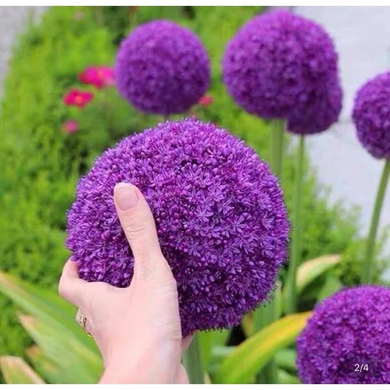 Củ Giống Hoa Cầu Tuyết Tím – Sắc Tím Mộng Mơ, Vẻ Đẹp Quý Phái & Độc Lạ Như Tranh Âu - Ảnh 7