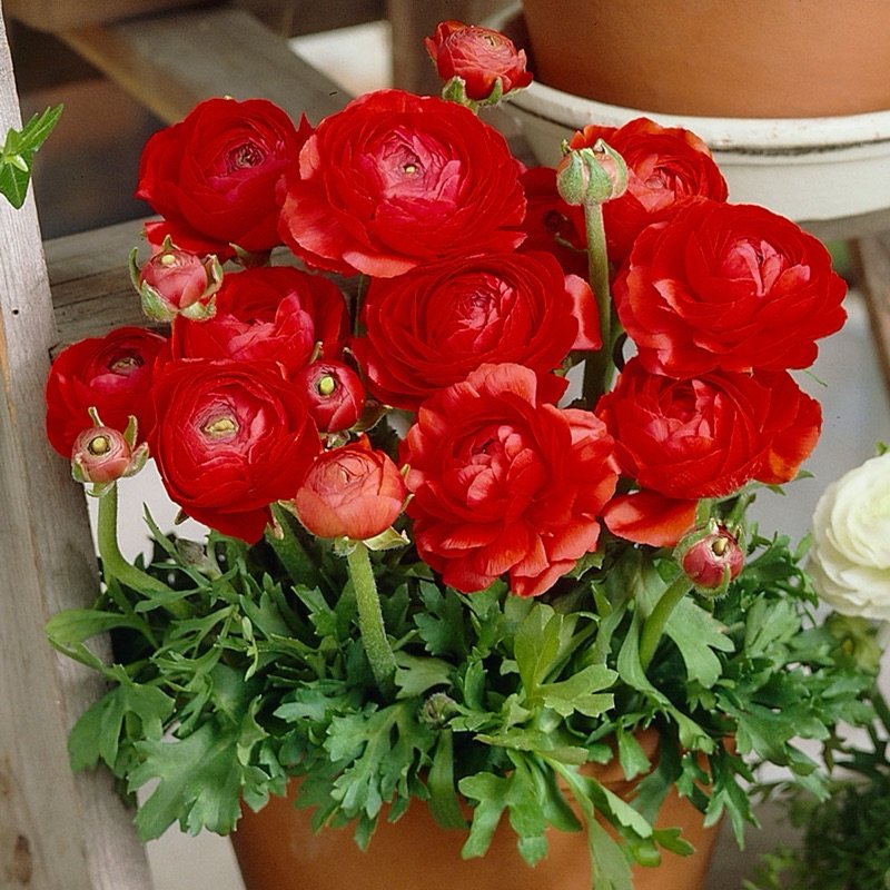 vn-11134207-7ras8-m0u9udp1ic9bde