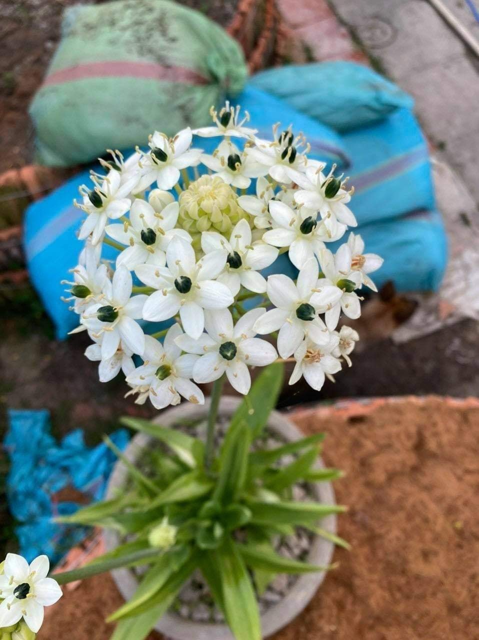 Củ Giống Hoa Thiên Nga Mắt Ngọc – Thanh Khiết, Sang Trọng & Hiếm Có - Ảnh 9