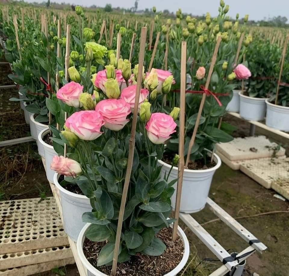 Set 10 Cây Giống Hoa Cát Tường F1 – Rễ Khỏe, Dễ Trồng, Sai Hoa, Nở Sang Trọng - Ảnh 12