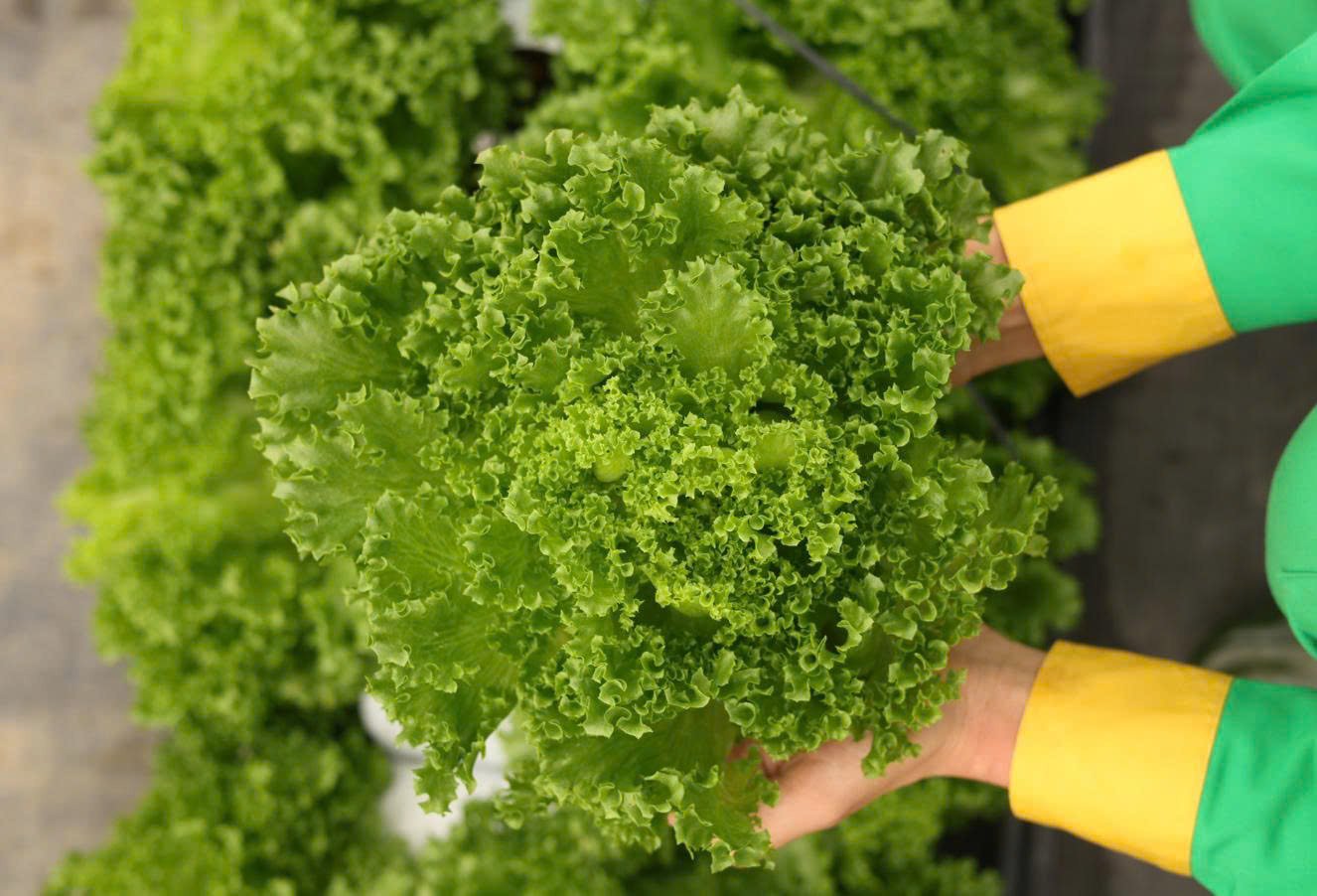 Hạt Giống Xà Lách Xoăn Thái Lan – Gói 0.5gr, Giống Rau Ăn Lá Sạch, Dễ Trồng, Nảy Mầm Cao - Ảnh 7