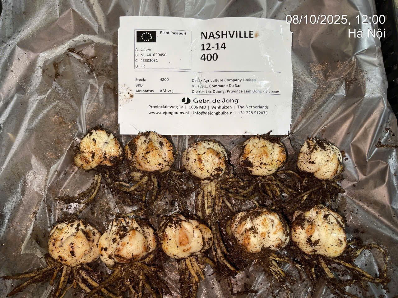 Set 5 Củ Giống Hoa Ly Lùn Hà Lan Mix Màu – Thanh Khiết, Sang Trọng & Nở Rộ Đón Xuân - Ảnh 10