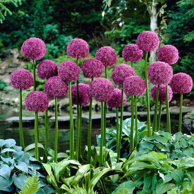 Củ Giống Hoa Cầu Tuyết Tím – Sắc Tím Mộng Mơ, Vẻ Đẹp Quý Phái & Độc Lạ Như Tranh Âu