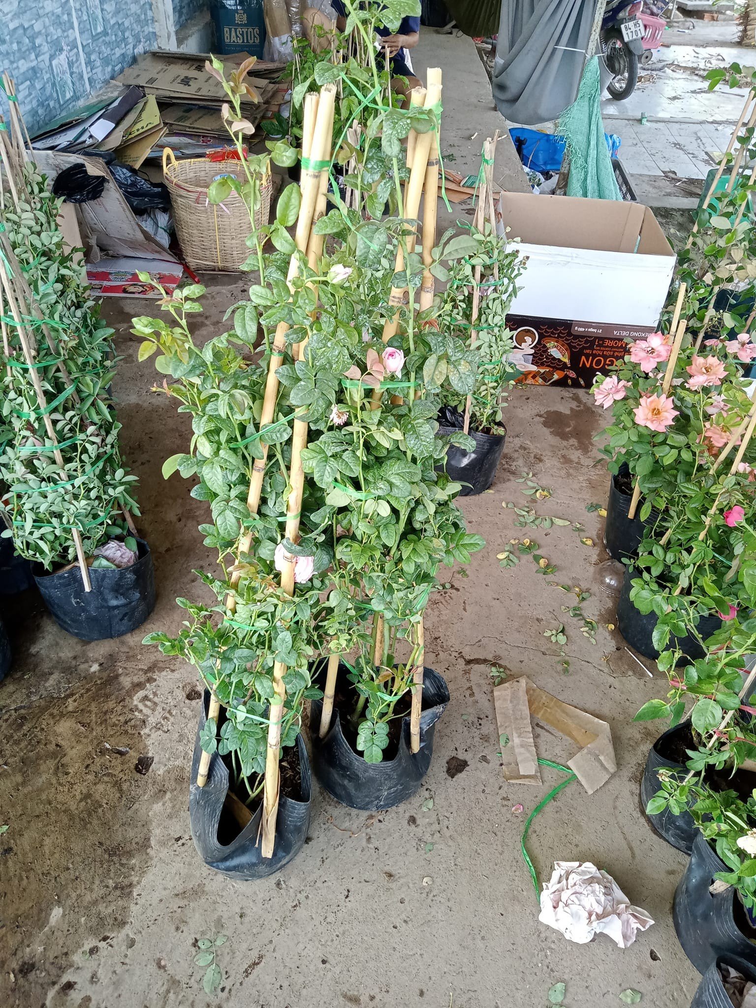 Hoa Hồng Mon Coeur Nhật Bản – Giống Hồng Hồng Kẹo Ngọt Siêu Sai Hoa - Ảnh 3