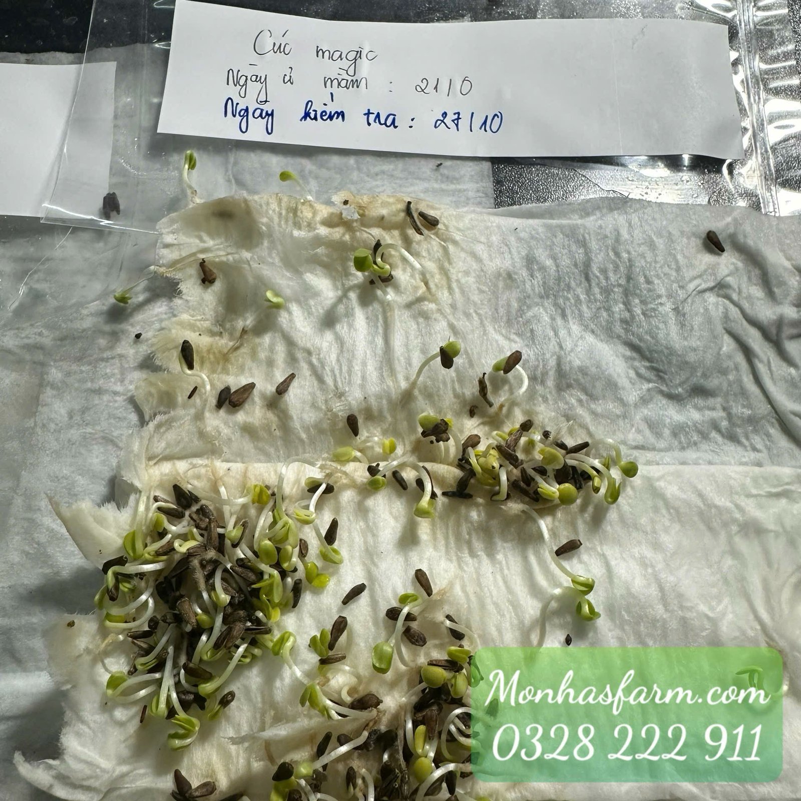 Set 1.000 Hạt Giống Hoa Dễ Trồng – Mix 15 Loại Rực Rỡ - Ảnh 18