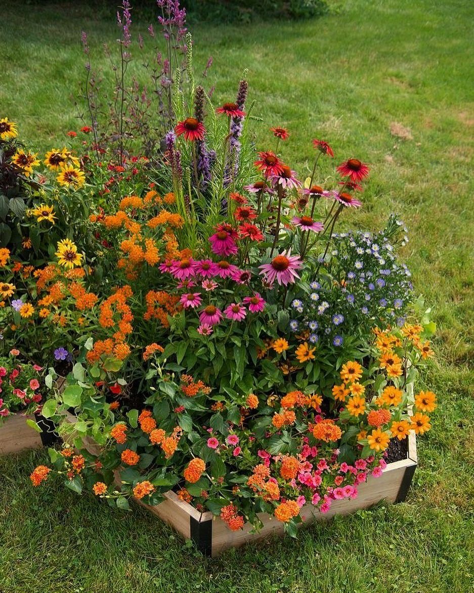 Set 1.000 Hạt Giống Hoa Dễ Trồng – Mix 15 Loại Rực Rỡ - Ảnh 4