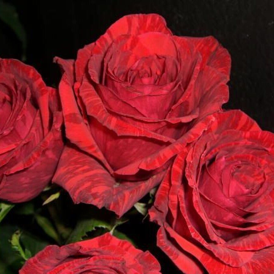 Cây Hoa Hồng Red Intuition (Red Intuition Rose) – Vẻ Đẹp Nghệ Thuật Từ Những Vân Sọc Đỏ Quyến Rũ - Ảnh 3