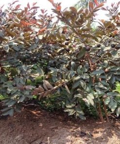 Cây giống Ổi Tím Malaysia khỏe mạnh tại MonHasFarm