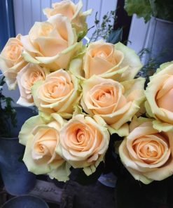 Cây Hoa Hồng Peach Avalanche dáng bụi cao, hoa to đều