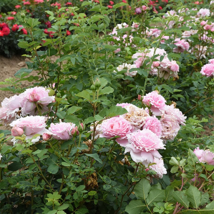 Cây hoa hồng Sophia Rochas phát triển khỏe mạnh