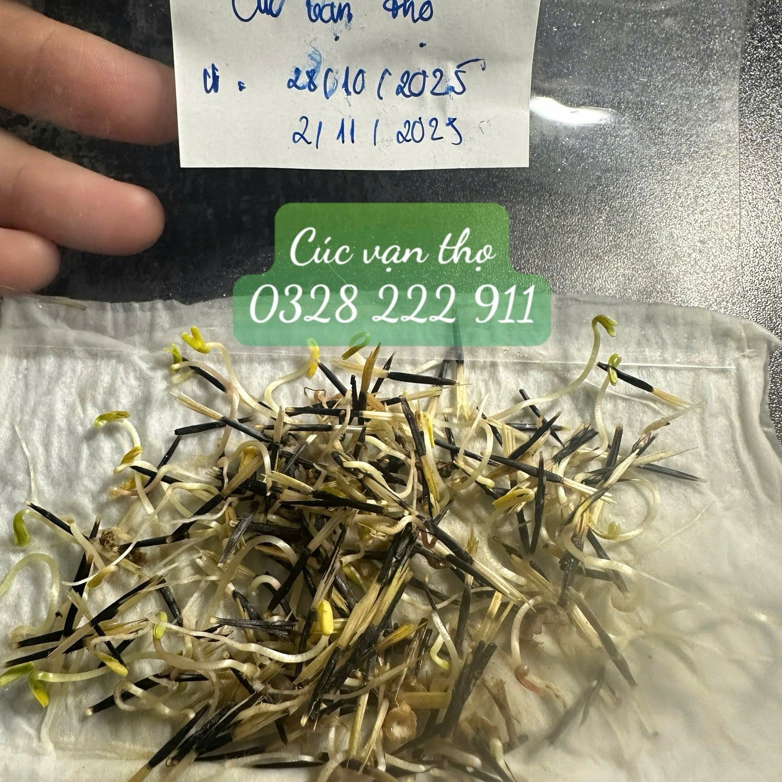 Set 1.000 Hạt Giống Hoa Dễ Trồng – Mix 15 Loại Rực Rỡ - Ảnh 15