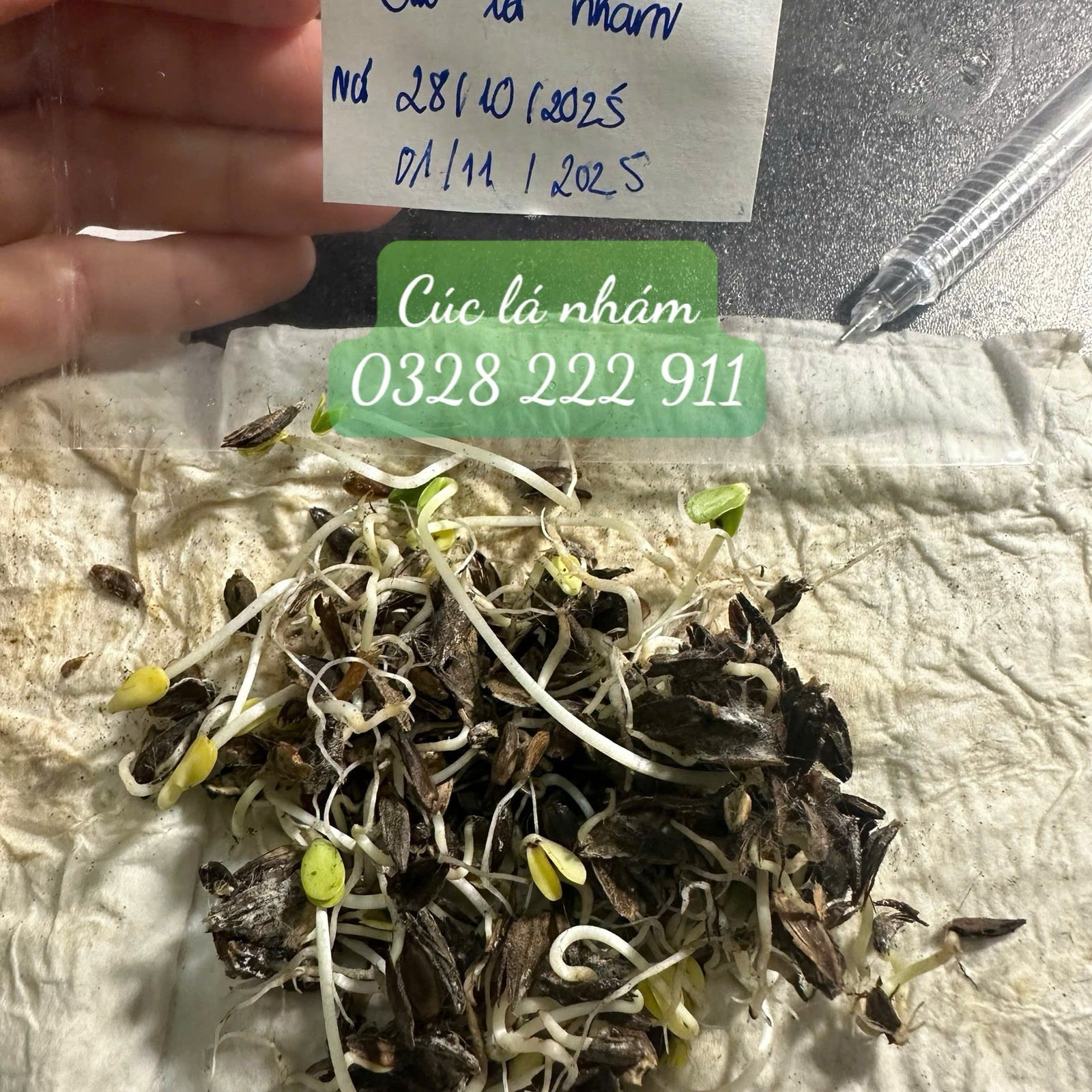 Set 1.000 Hạt Giống Hoa Dễ Trồng – Mix 15 Loại Rực Rỡ - Ảnh 16